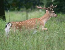 Damwild-3.jpg